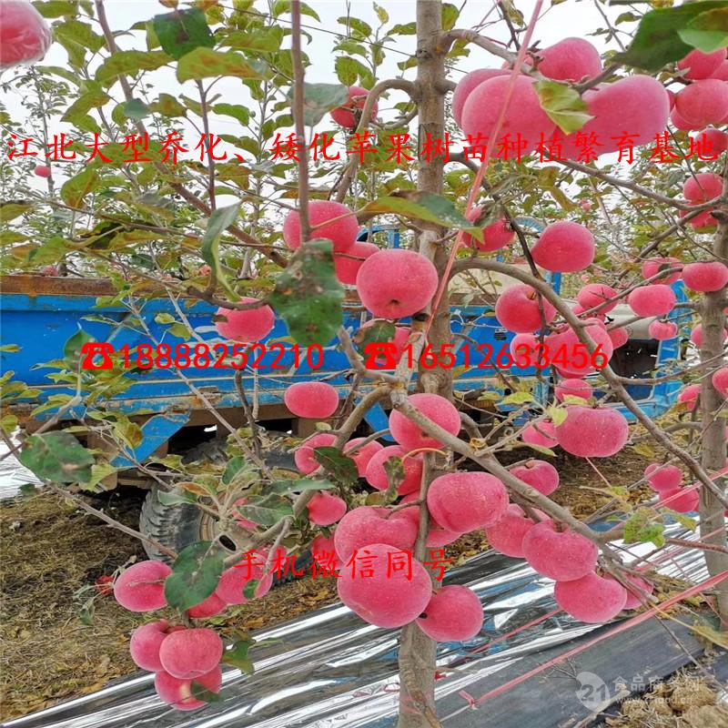 太平洋红玫瑰苹果树苗太平洋红玫瑰苹果树苗基地太平洋红玫瑰苹果树苗