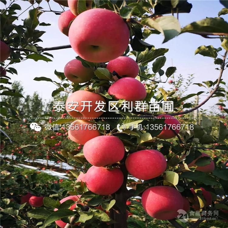 众成三号苹果苗众成三号苹果苗基地