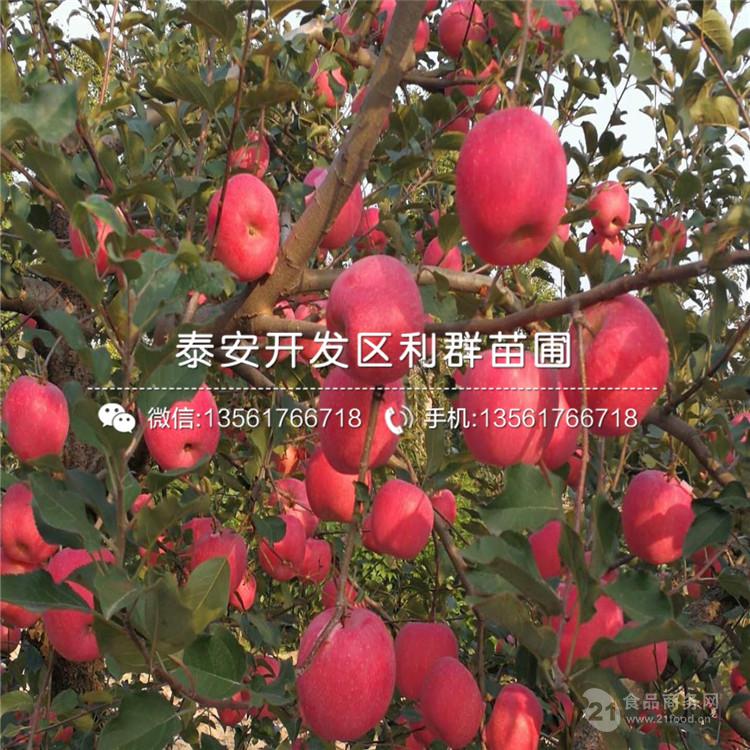 出售众成3号苹果苗