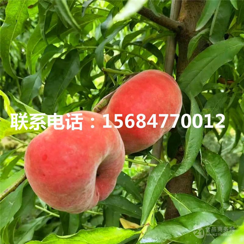 中油11号桃树苗中油11号桃树苗批发基地