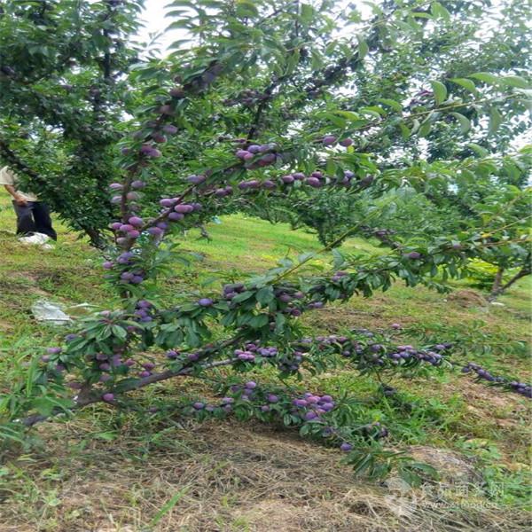 早结果的大红袍李子苗,大红袍李子苗批发基地