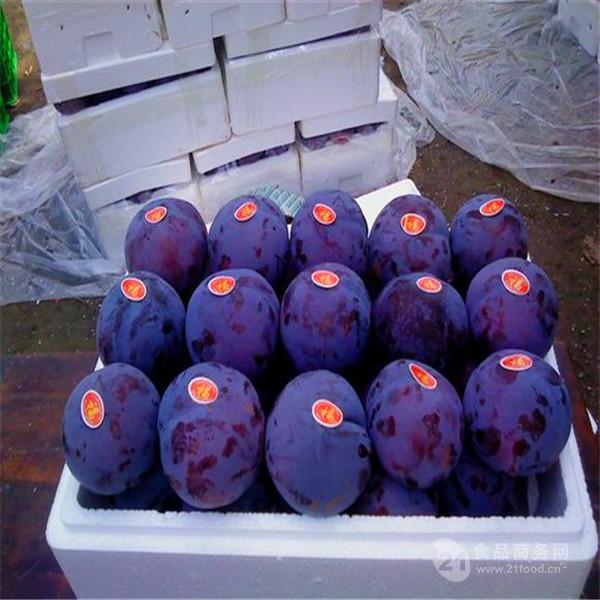 西梅蓝蜜李子苗_西梅蓝蜜李子苗批发市场价格