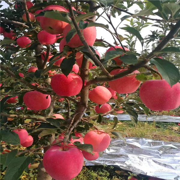 矮化苹果树苗优缺点分析矮化苹果树苗规格标准