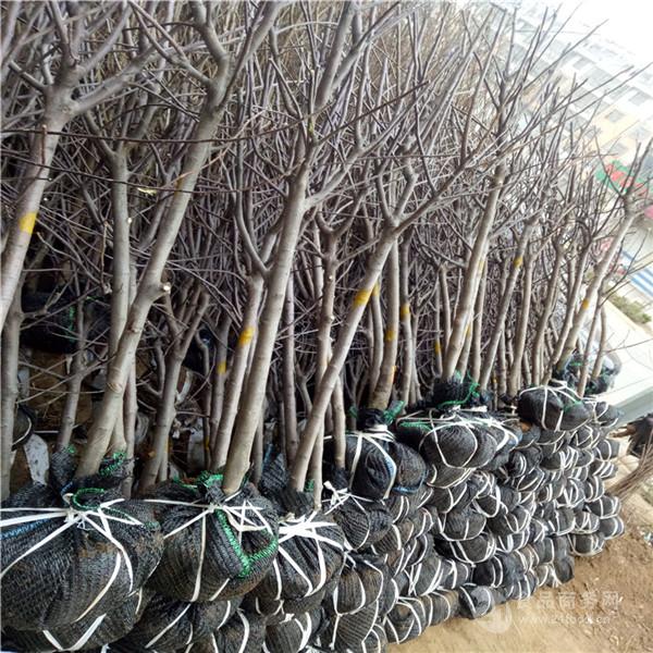 矮化金帅苹果苗,矮化金帅苹果苗价格公示