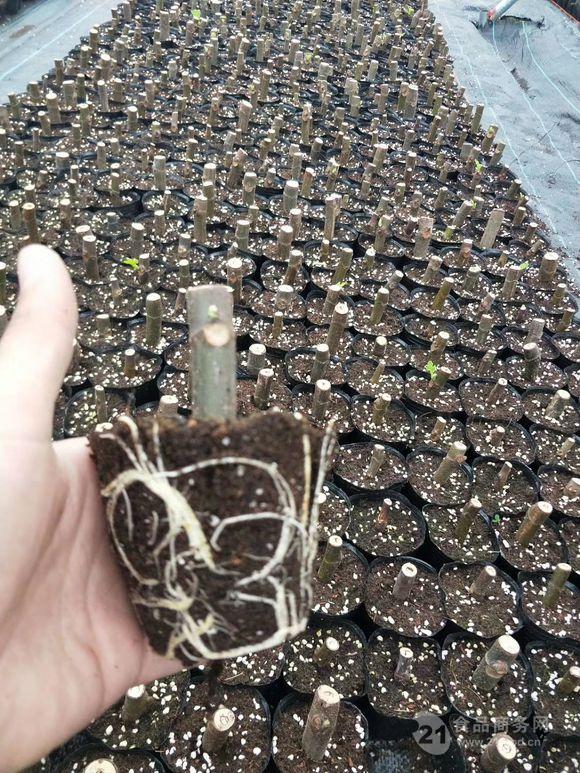 特斯拉无花果苗价格特斯拉无花果苗基地