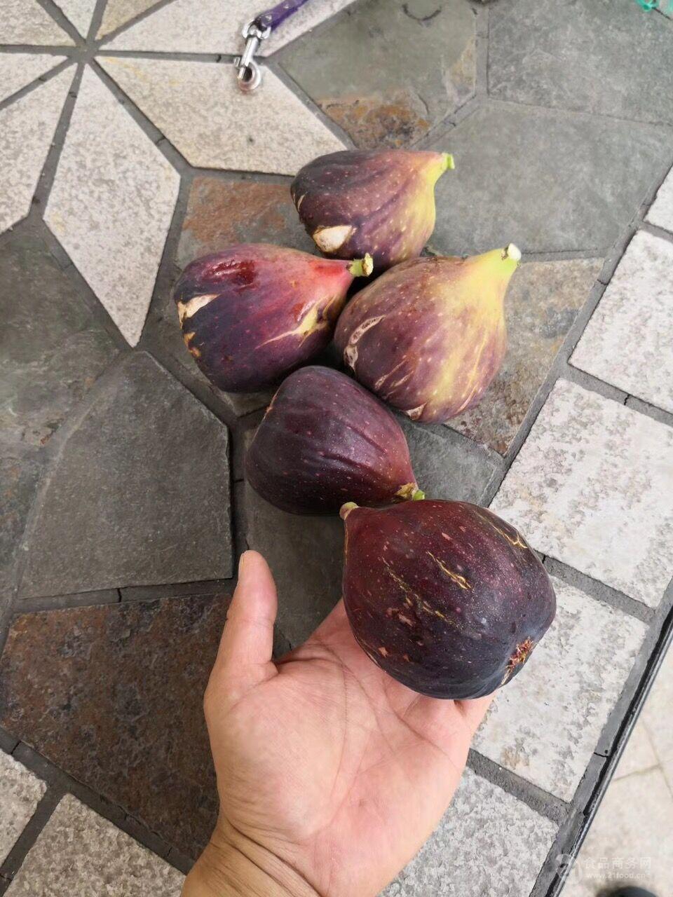 中紫无花果小苗中紫无花果小苗