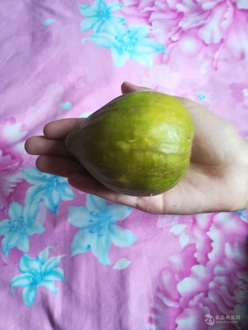 特斯拉无花果小苗特斯拉无花果小苗技术指导