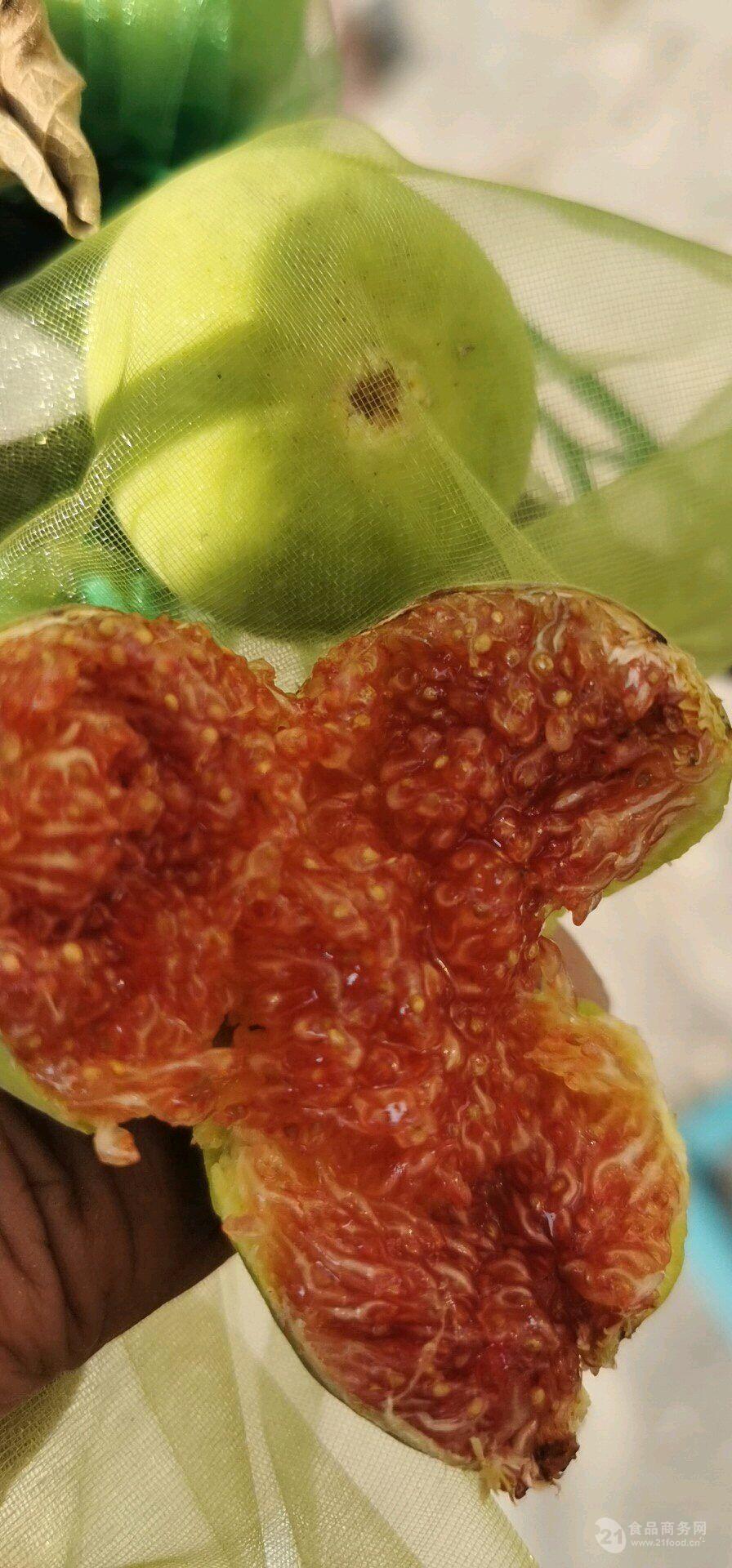 特斯拉无花果苗价位,特斯拉无花果苗供应