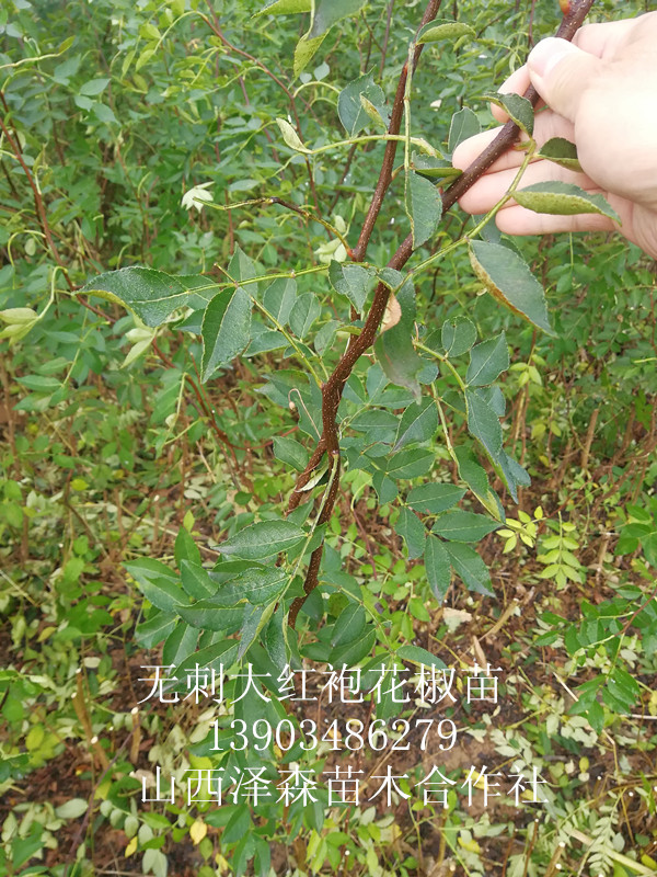 无刺花椒苗价格无刺花椒苗出售格