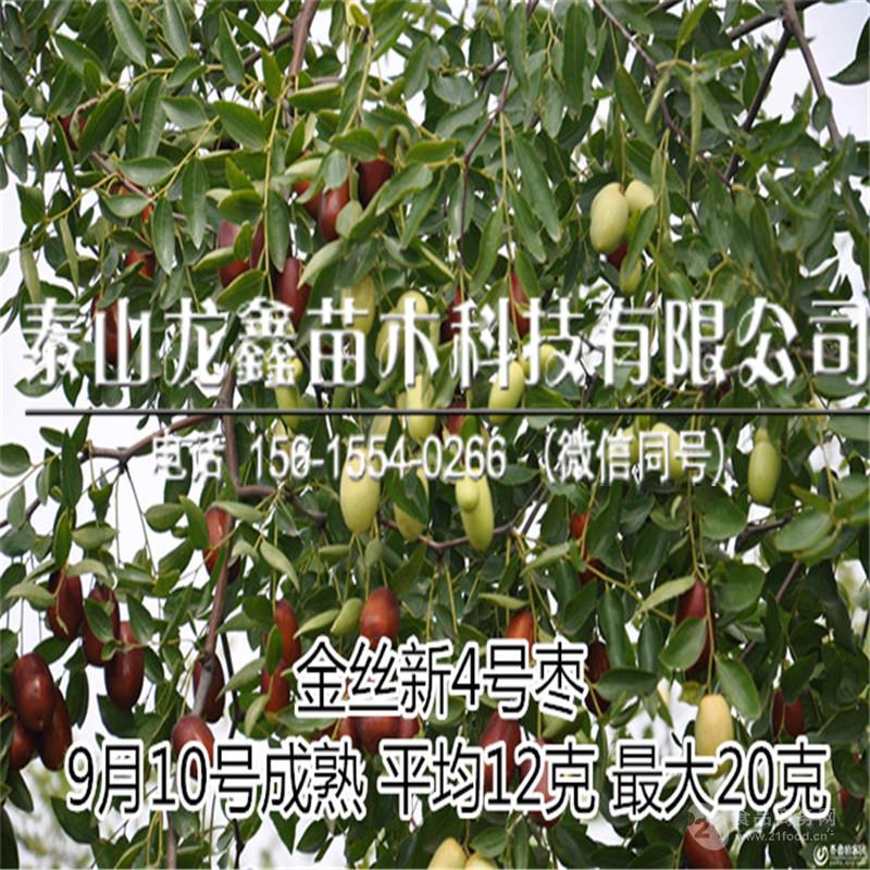 供应金丝枣枣树苗价格