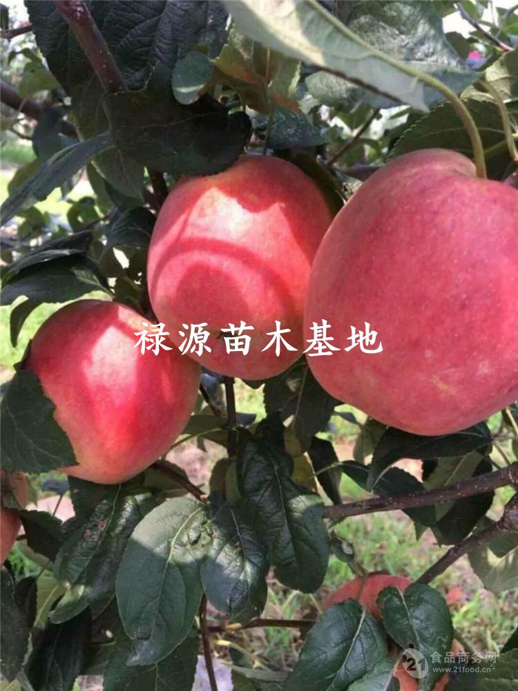 烟富6号苹果苗,烟富6号苹果苗批发,苹果苗格