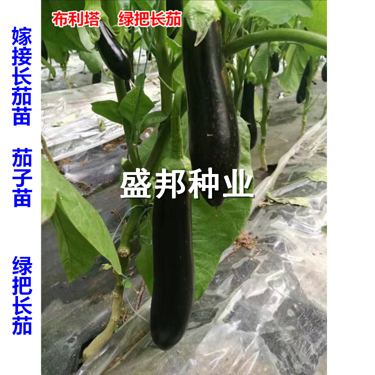 供应紫把长茄苗  大龙茄苗  黑帅长茄苗  嫁接茄子苗南非冰菜种子