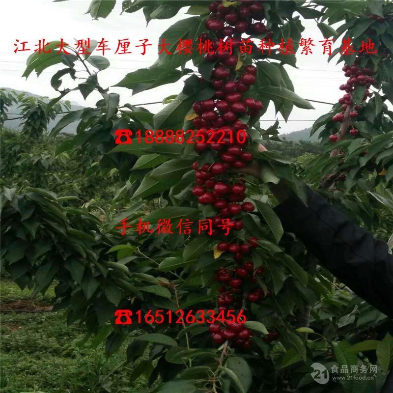 美早大樱桃树苗