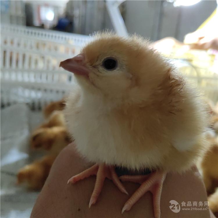 九斤黄鸡苗鸡苗批发鸡苗价格低直销