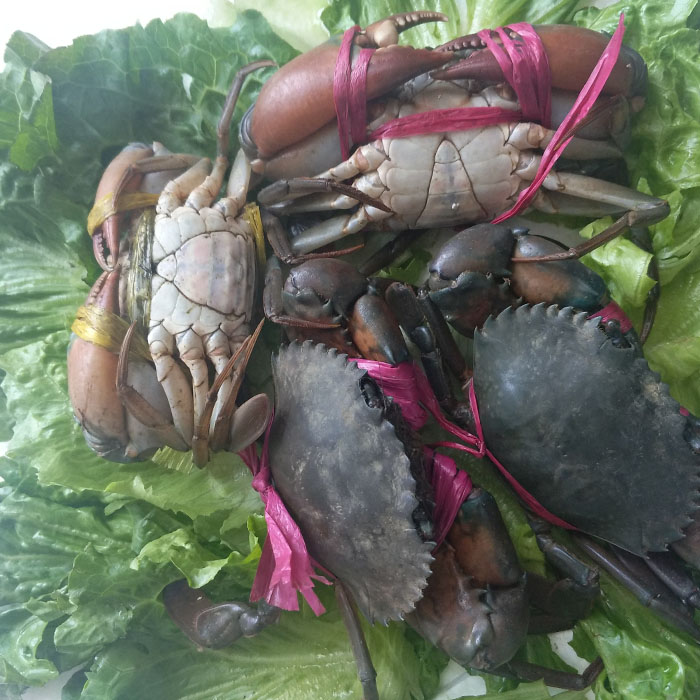 缅甸孟加拉野生鲜活青螃蟹肉蟹煲香辣蟹迷踪蟹专用蟹100克