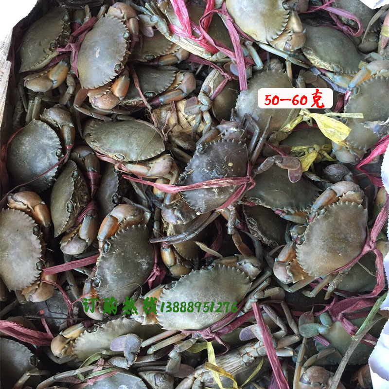 缅甸孟加拉野生鲜活青螃蟹肉蟹煲香辣蟹迷踪蟹原产地直销80克