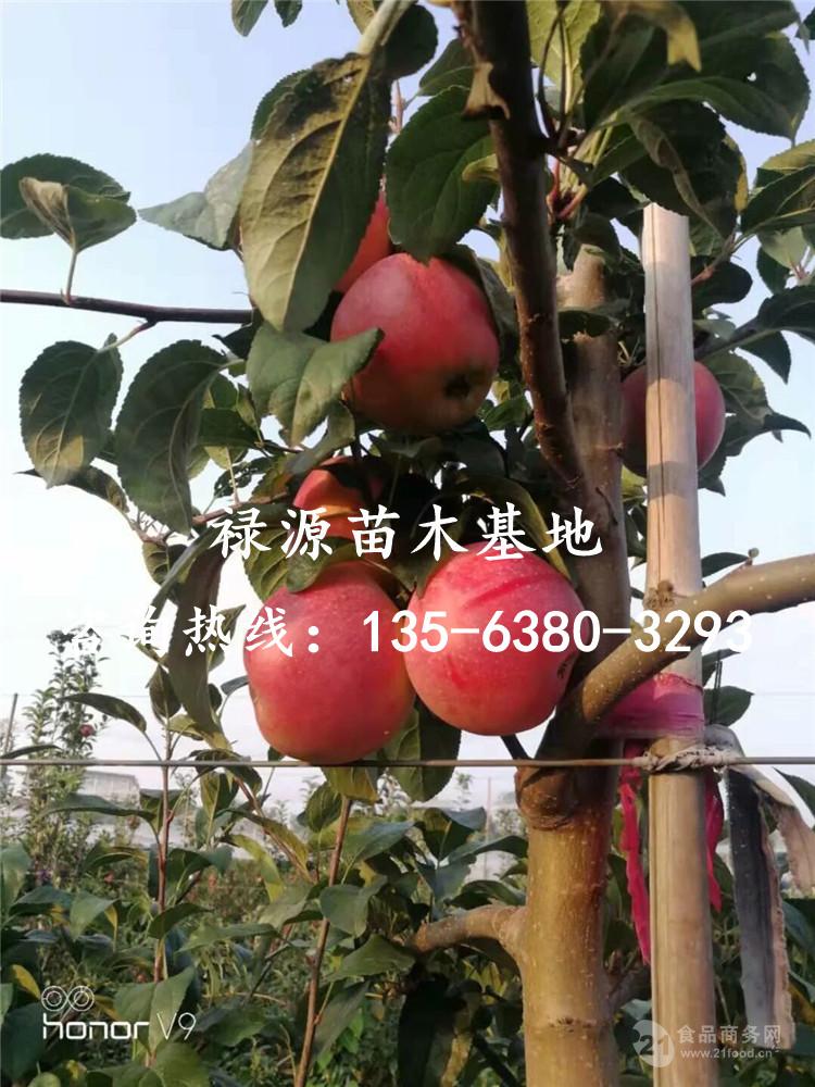 鲁丽苹果苗