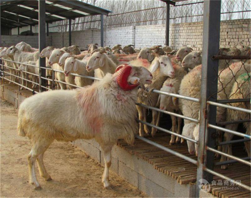 小尾寒羊公羊 小尾寒羊养殖场-食品商务网