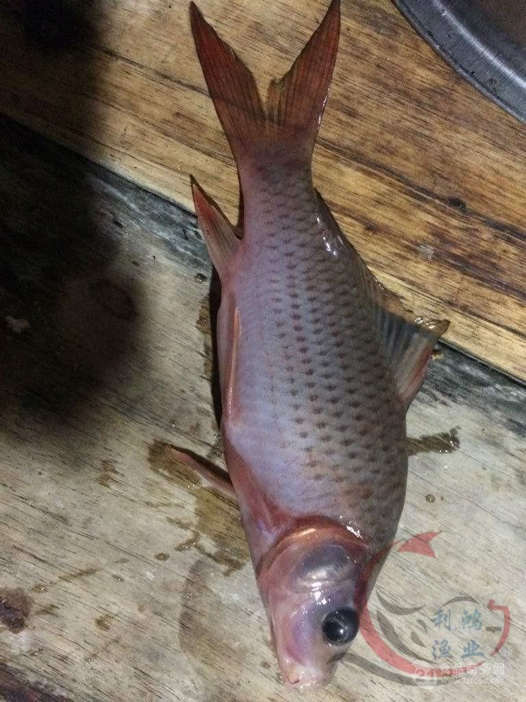 > [高产鱼种】禾花鲤鱼苗 禾花乌鲤 禾花鲤 禾花鱼 乌鲤 荷花鲤鱼苗