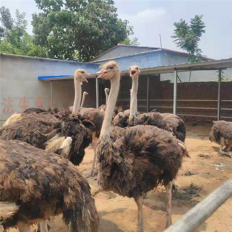 卖鸵鸟肉的 鸵鸟养殖利润