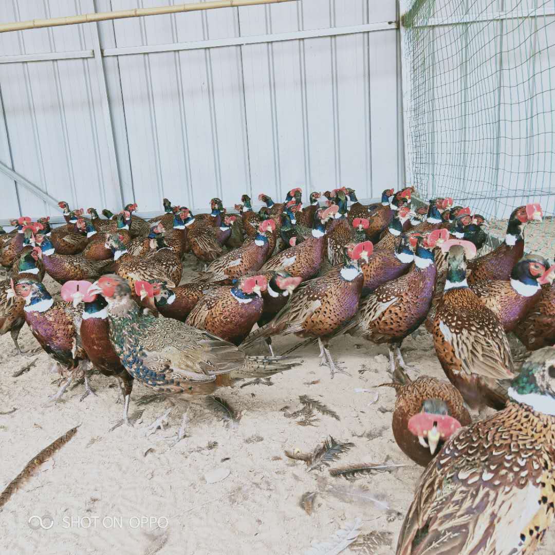 佳佩供应七彩山鸡养殖技术批发七彩山鸡价格,七彩山鸡养殖