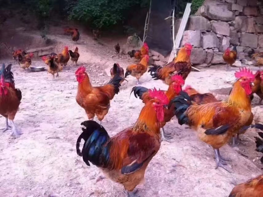 重庆土鸡苗价格 万州青脚麻鸡苗供应 快大黑鸡苗 天露黑鸡苗批发