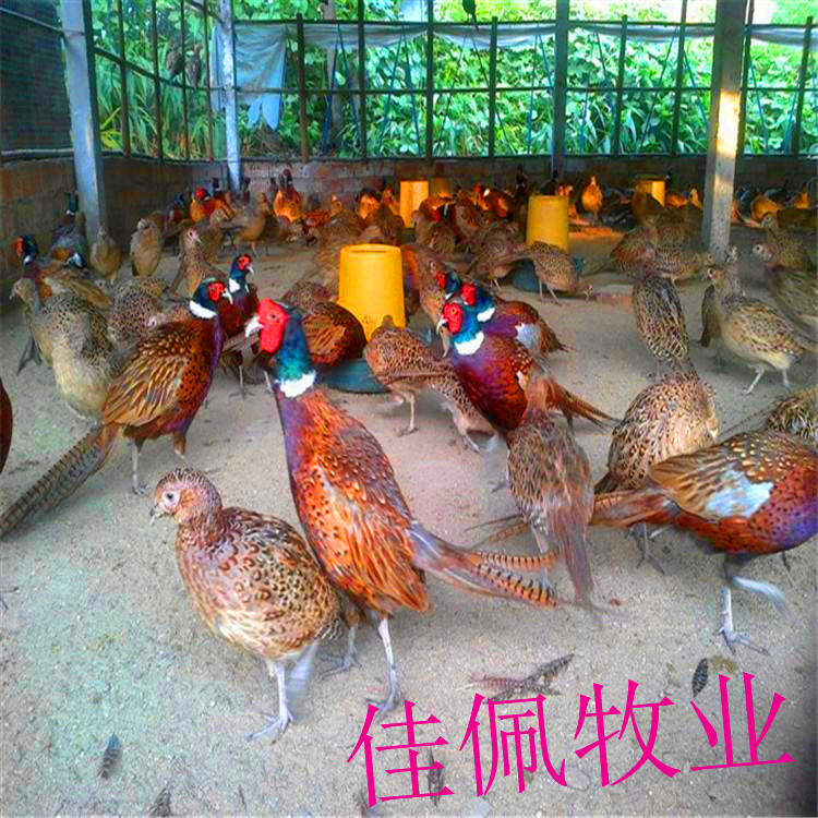 大量供应优质七彩山鸡 出售七彩山鸡养殖技术 成年山鸡公鸡价格