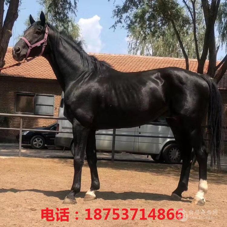 养马场出售成年蒙古马伊犁马训好的纯血马汗血马活体