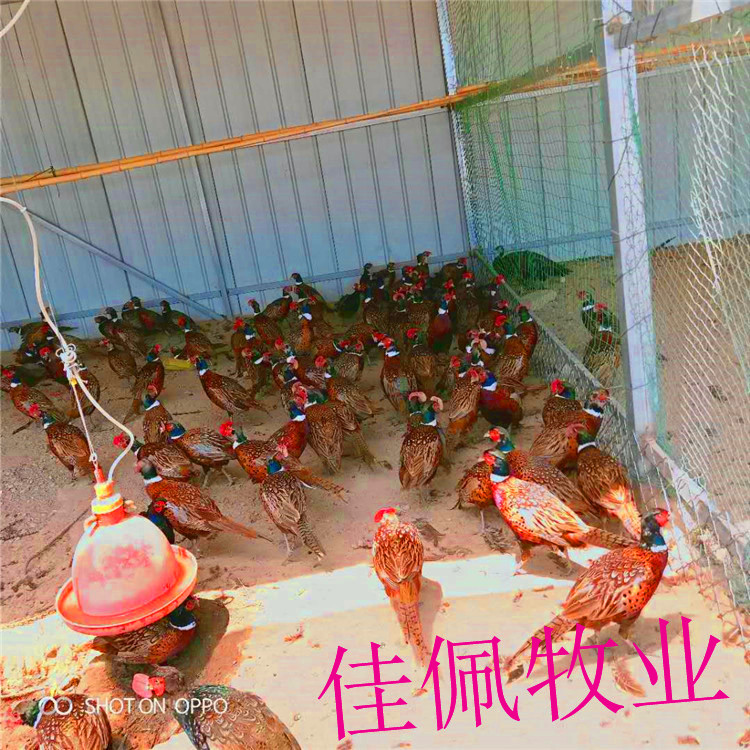 优质七彩山鸡厂家直销 优质山鸡批发价格 常年销售七彩山鸡