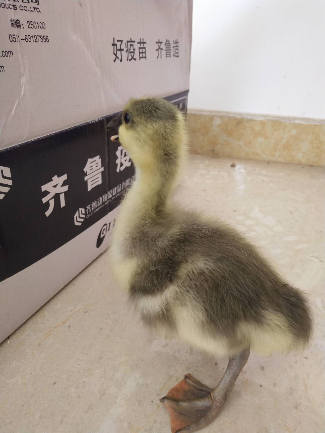 云南昆明大种灰鹅出壳苗市场行情价格
