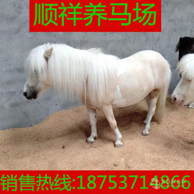 顺祥养马场