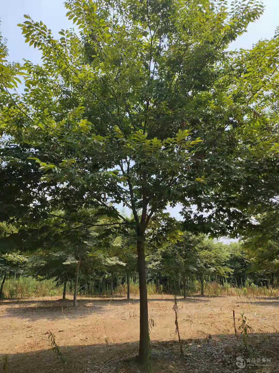 红榉树14公分和举树13公分价格图片查询价格