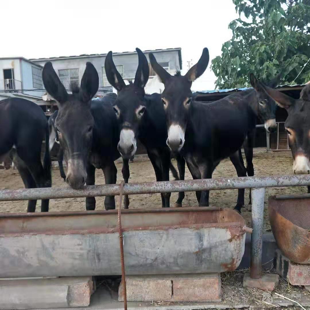 德州驴肉驴养殖场德州驴