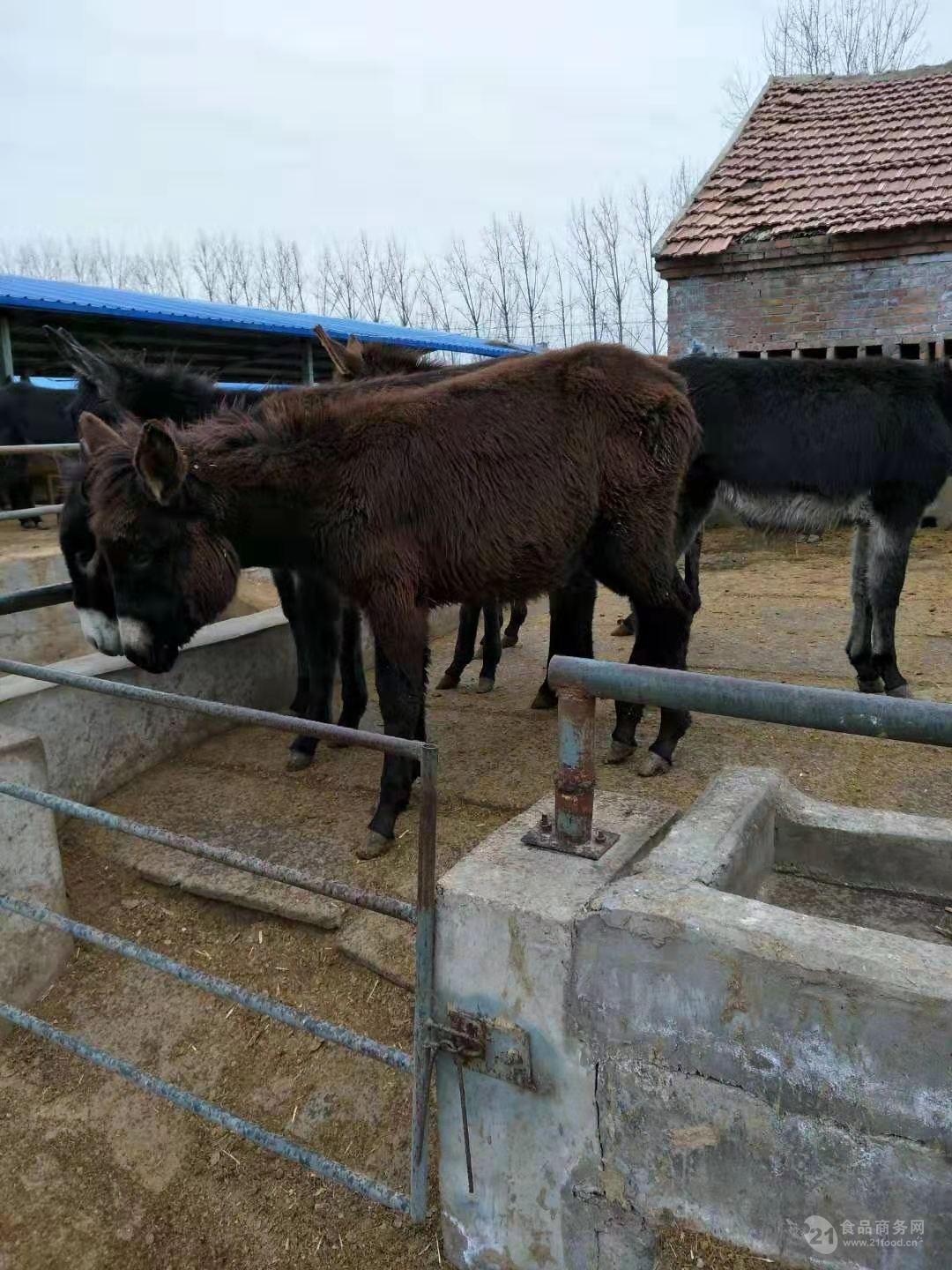 乌头驴直销价格 乌头驴苗