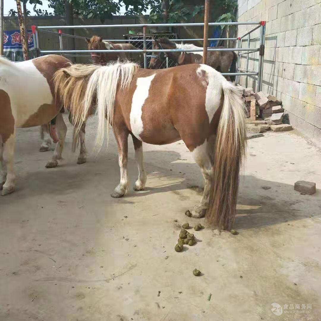 阿拉伯马的价格价格伊犁马直销