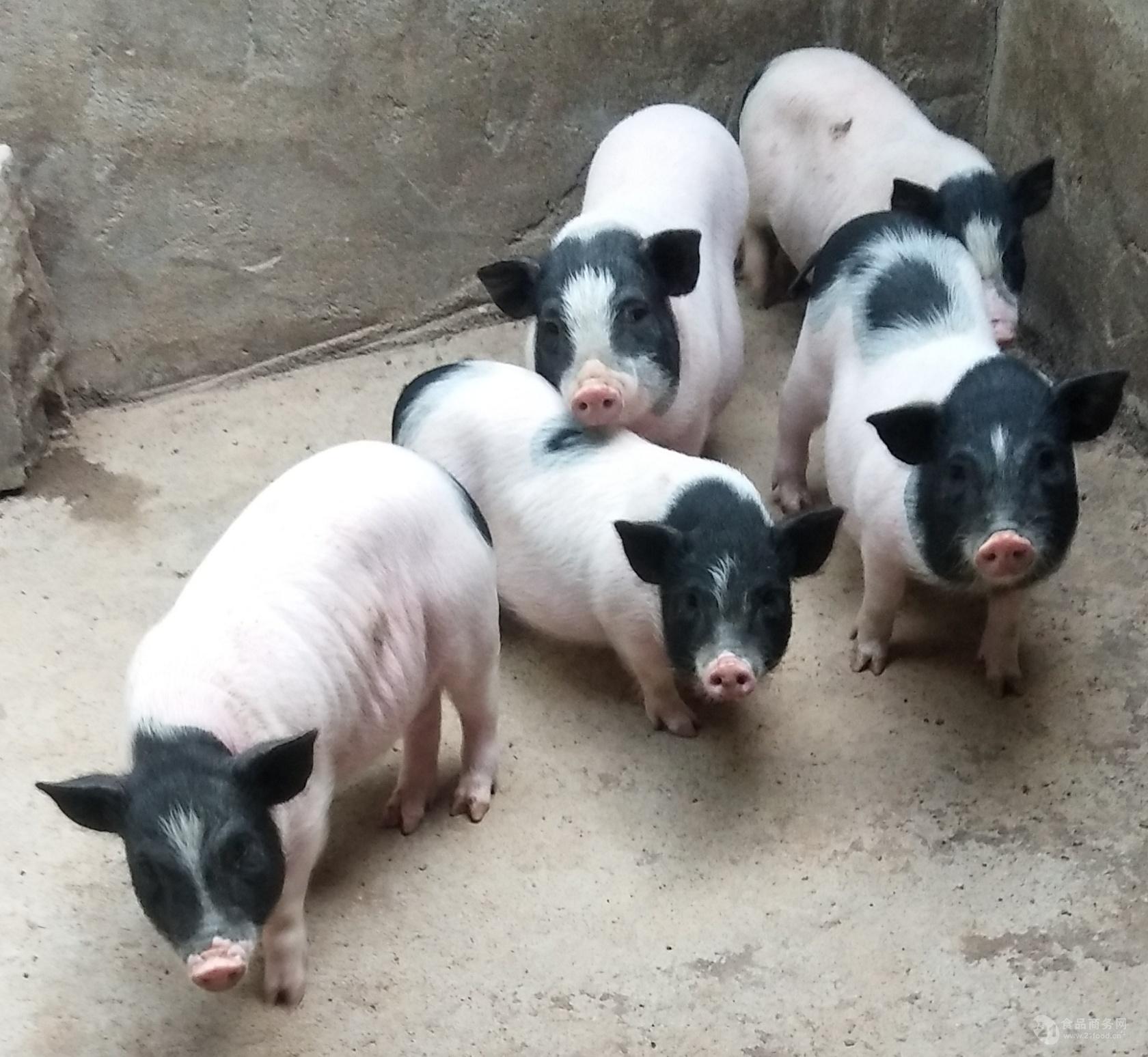 山东樊荣养殖场常年供应巴马香猪 香猪苗价格 香猪包邮价格