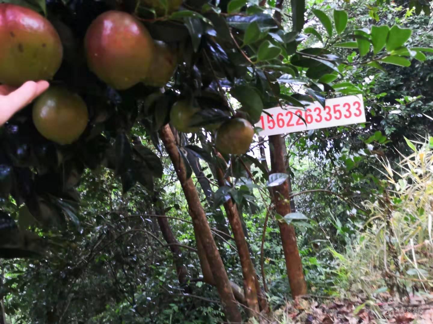 大果红花油茶树