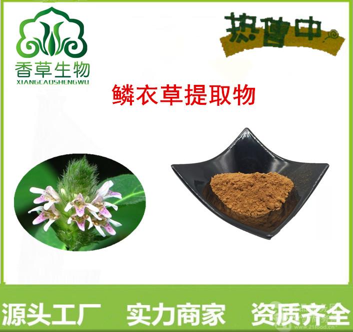 鳞衣草提取物12:1 规格 飞扬草粉115目 香草生产