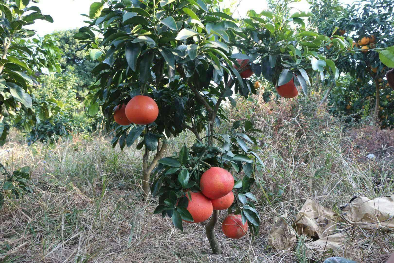 国内西柚与红西柚和红宝石葡萄柚主产地