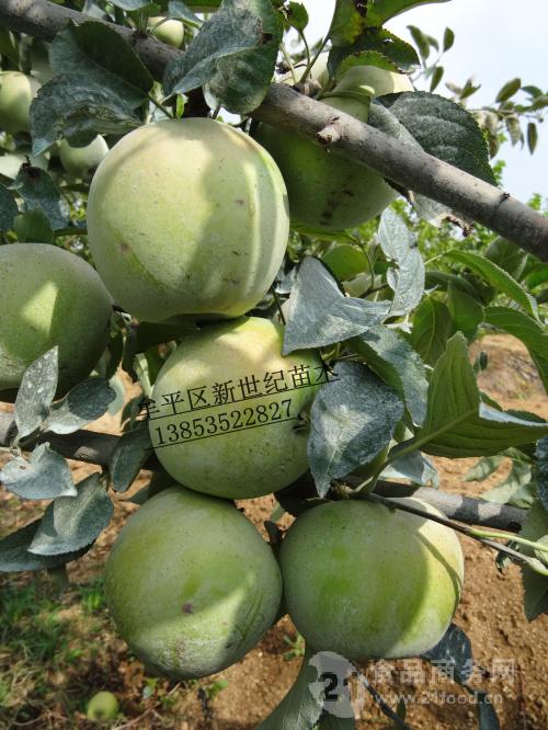 印东青苹果栽培技术印度青苹果苗培育基地绿皮糖心苹果市场