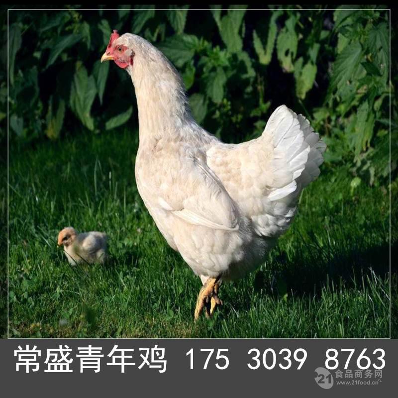 罗曼粉青年鸡汇总70日龄罗曼粉青年鸡养殖基地