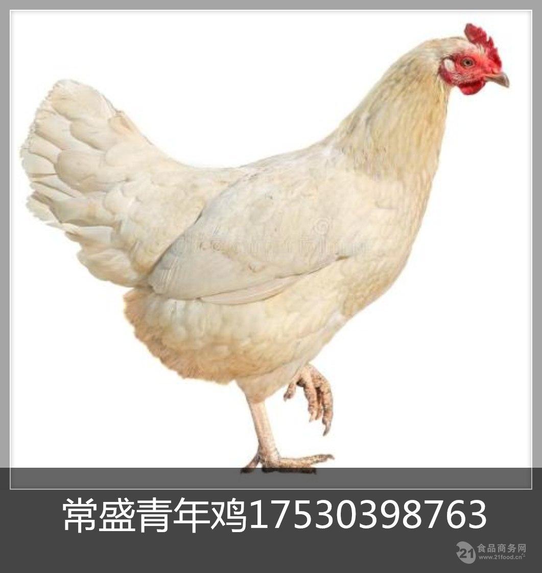 南阳罗曼粉蛋鸡青年鸡养殖基地南阳罗曼粉青年鸡养殖场