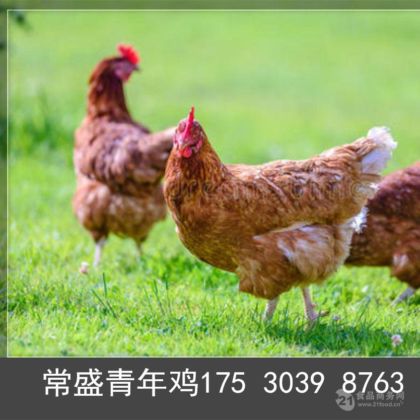 60120日青年鸡价格褐壳蛋鸡青年鸡成本