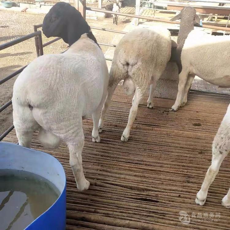 澳洲白绵羊种羊价格 纯种澳洲白绵羊价格行情 澳洲白羊出售