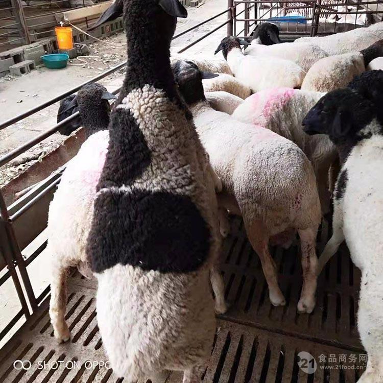 澳洲白绵羊种羊价格 纯种澳洲白绵羊价格行情 澳洲白羊出售