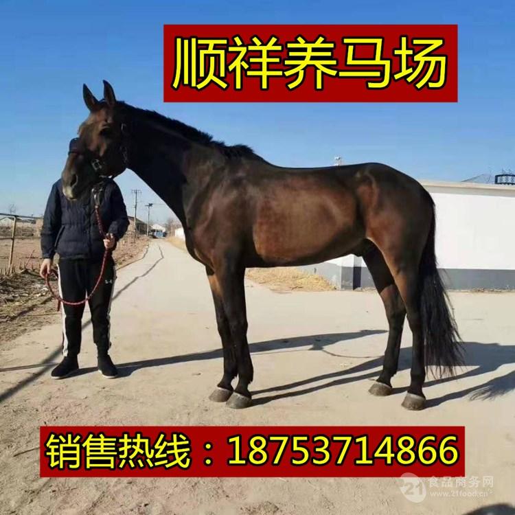 顺祥养殖场大量供应个人骑乘马大马活马伊犁马婚庆用马真马