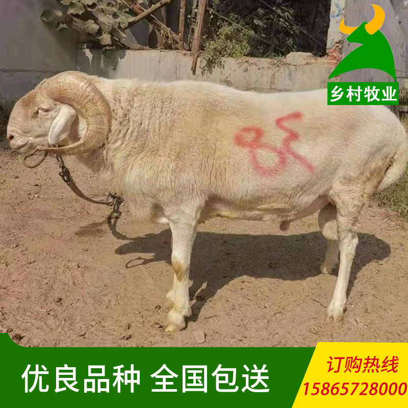 乡村牧业提供小尾寒羊养殖技术 小尾寒羊 种羊
