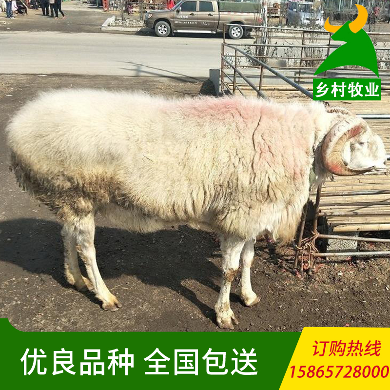小羊羔低价出售厂家直供 供应纯种改良小尾寒羊 小尾寒羊价格
