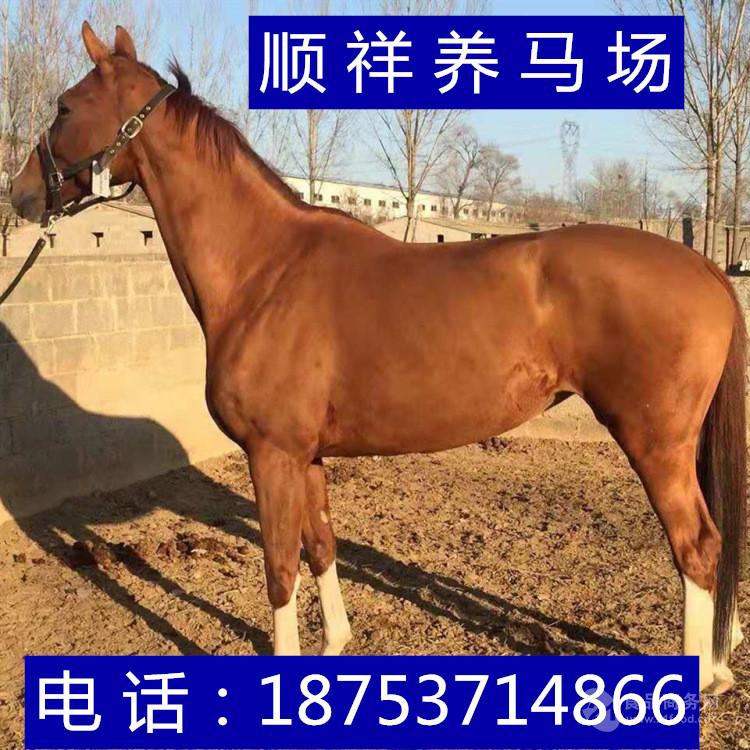 个人休闲骑乘白色汗血马出售枣红色高头大马