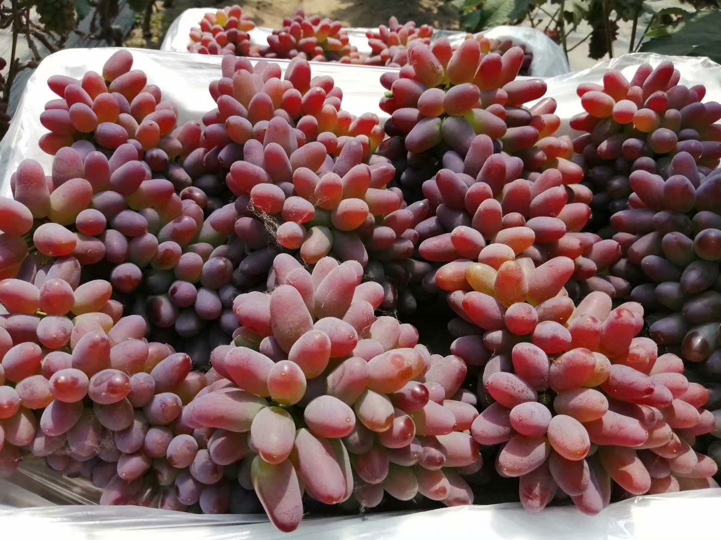 其他行业类别 种子种苗 水果种苗 吉林茉莉香葡萄苗种植基地 舒兰